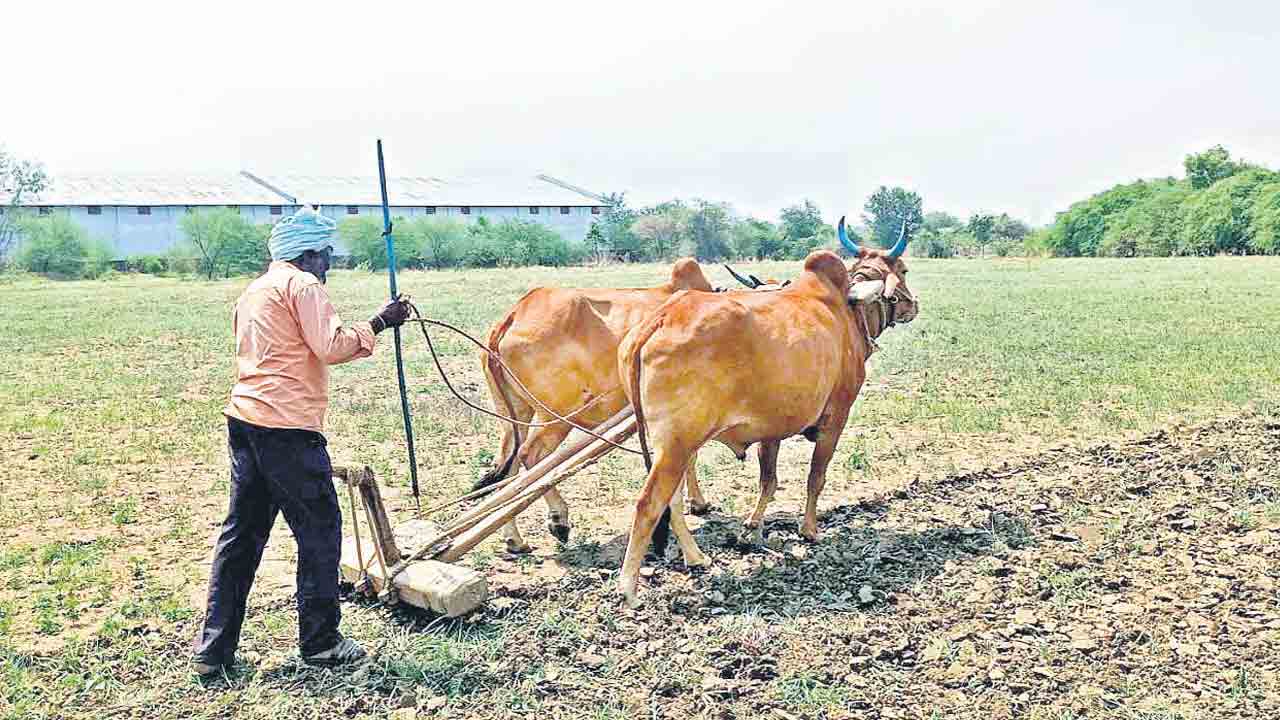 మొగులు వైపు చూడకుండానే.. పొన్నారిలో గుంటూకు దన్నుతున్న రైతు