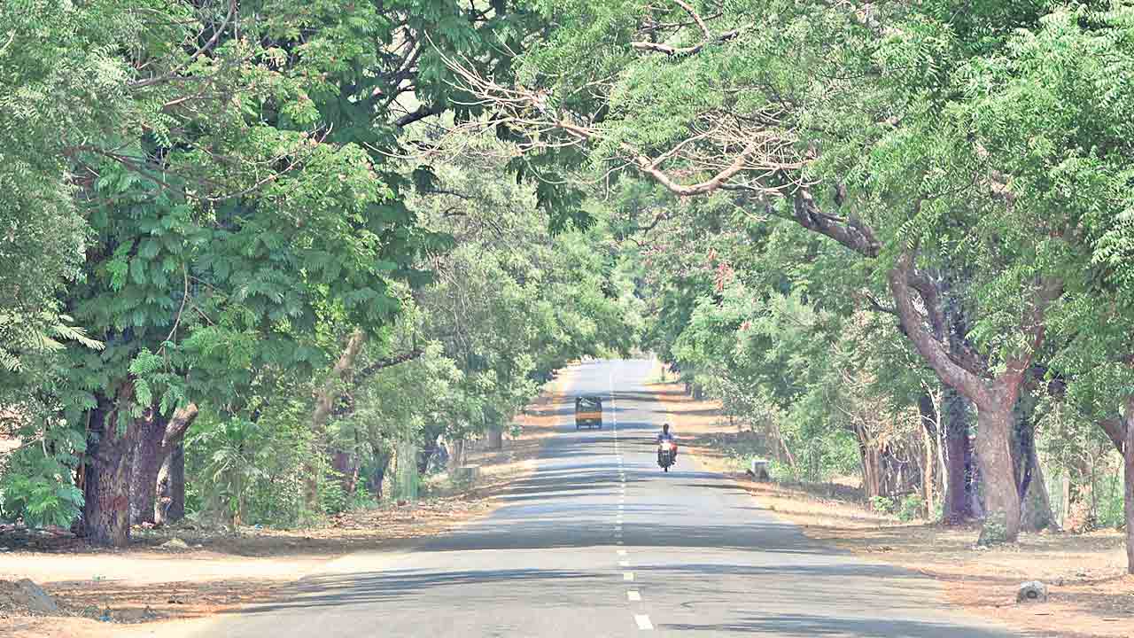 పచ్చని సందరి..