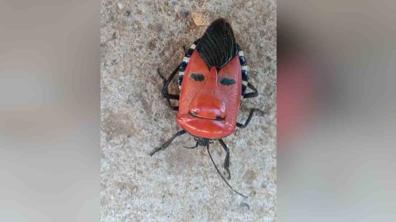 Insect | మనిషి ముఖాన్ని పోలిన కీటకం.. గద్వాల జిల్లాలో ప్రత్యక్షం