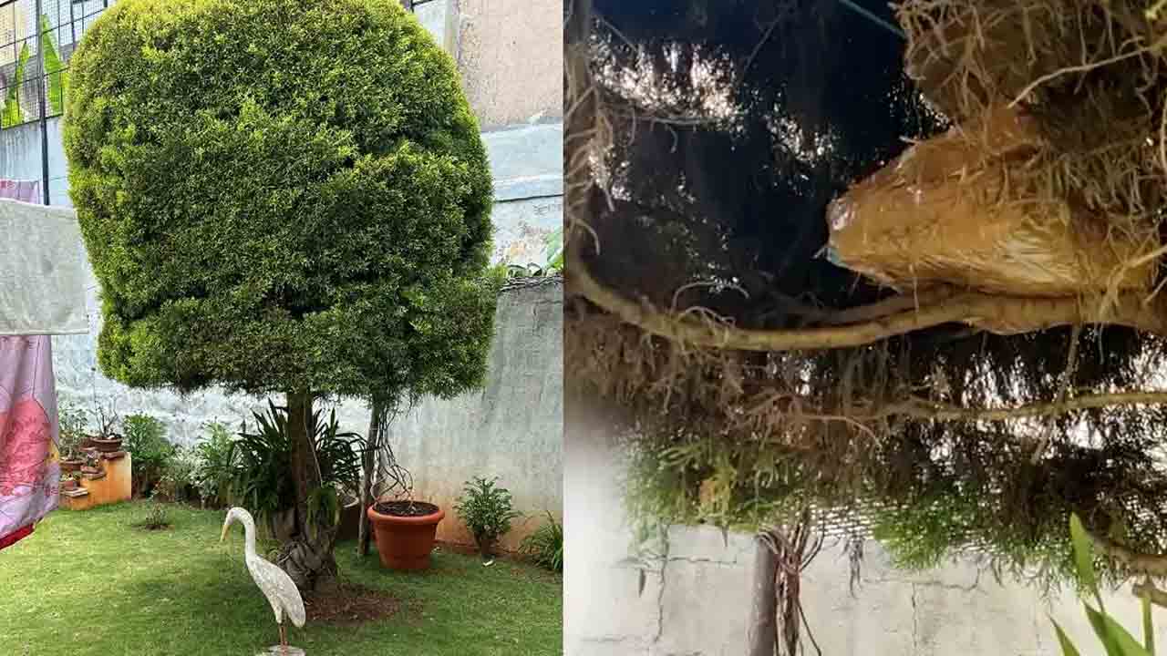 మామిడి చెట్టుపై నోట్ల కట్టలు!