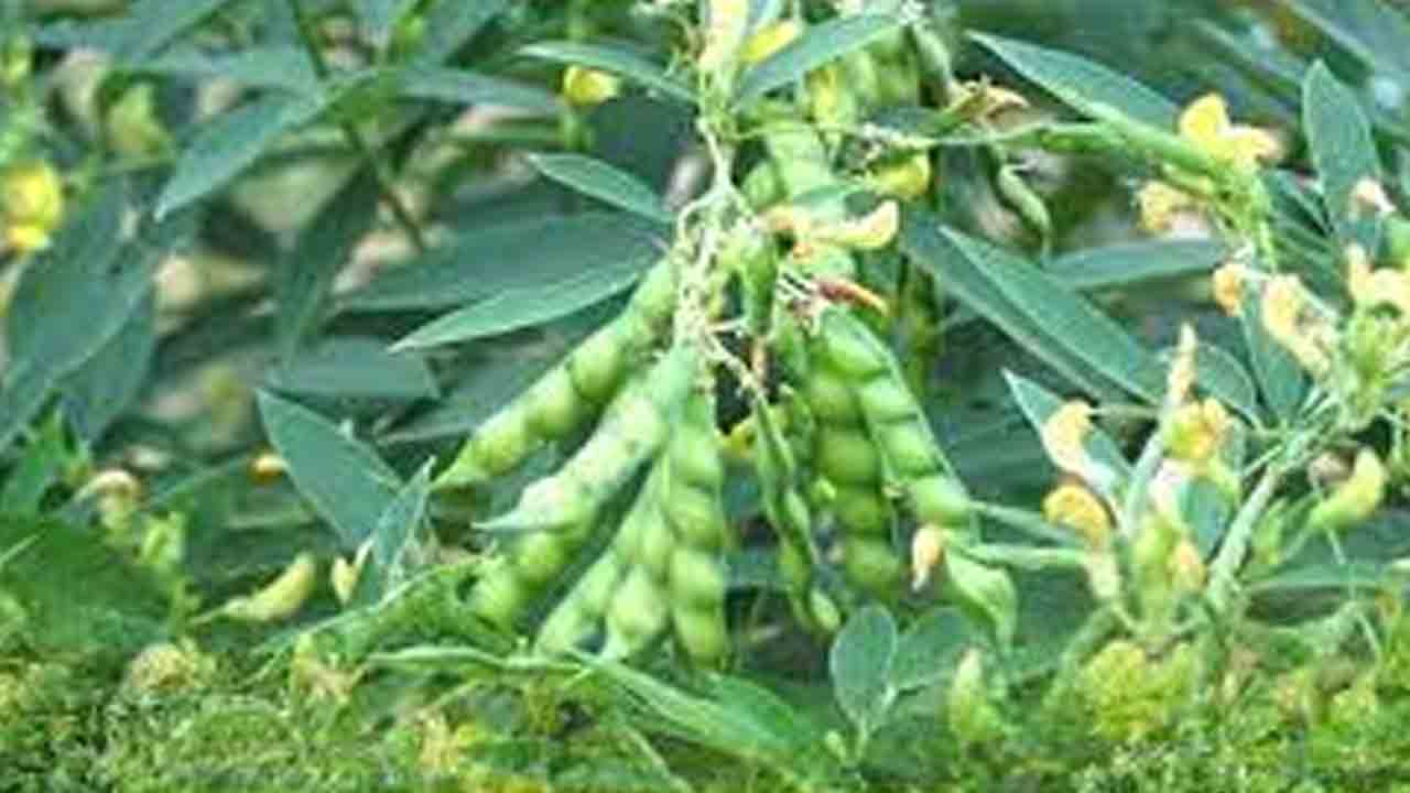 కంది దిగుబడుల పెంపునకు ఇక్రిశాట్‌ కసరత్తు