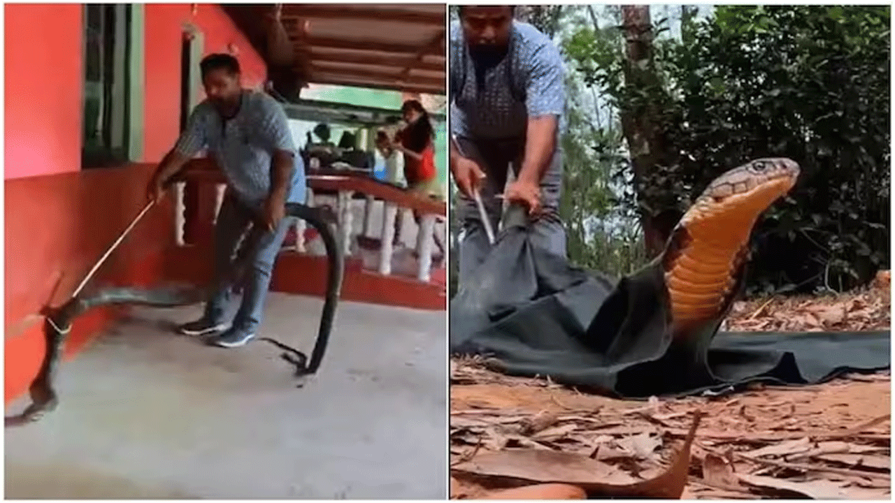 Viral Video | కారులో బుస‌కొట్టిన‌ నాగు పాము : స్నేక్‌ను కాపాడి..ఆపై..!