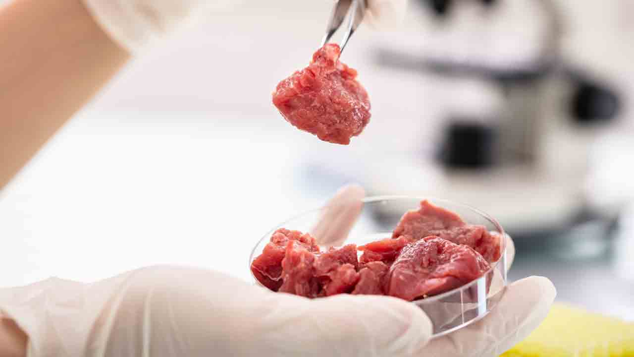 Lab Grown Meat