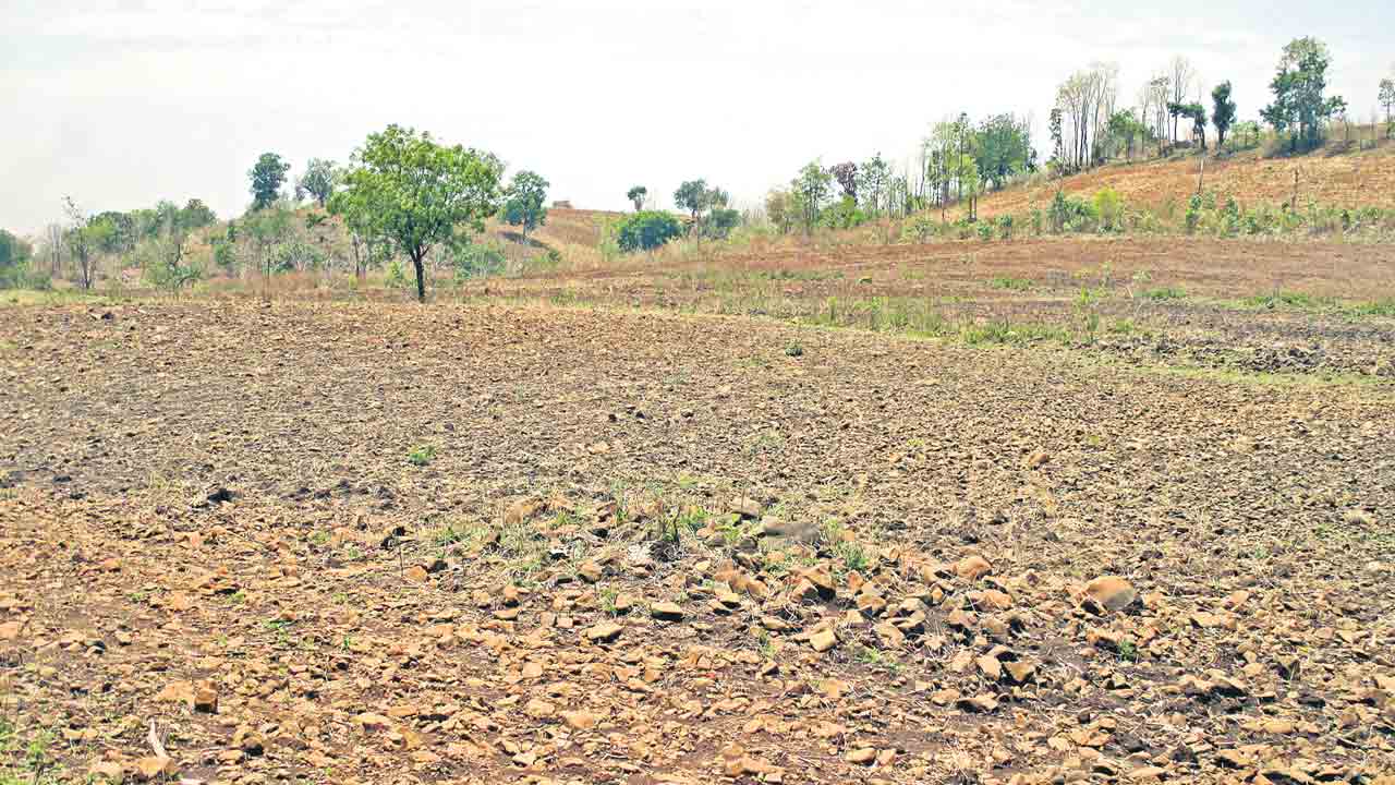 పోడు సంబురం