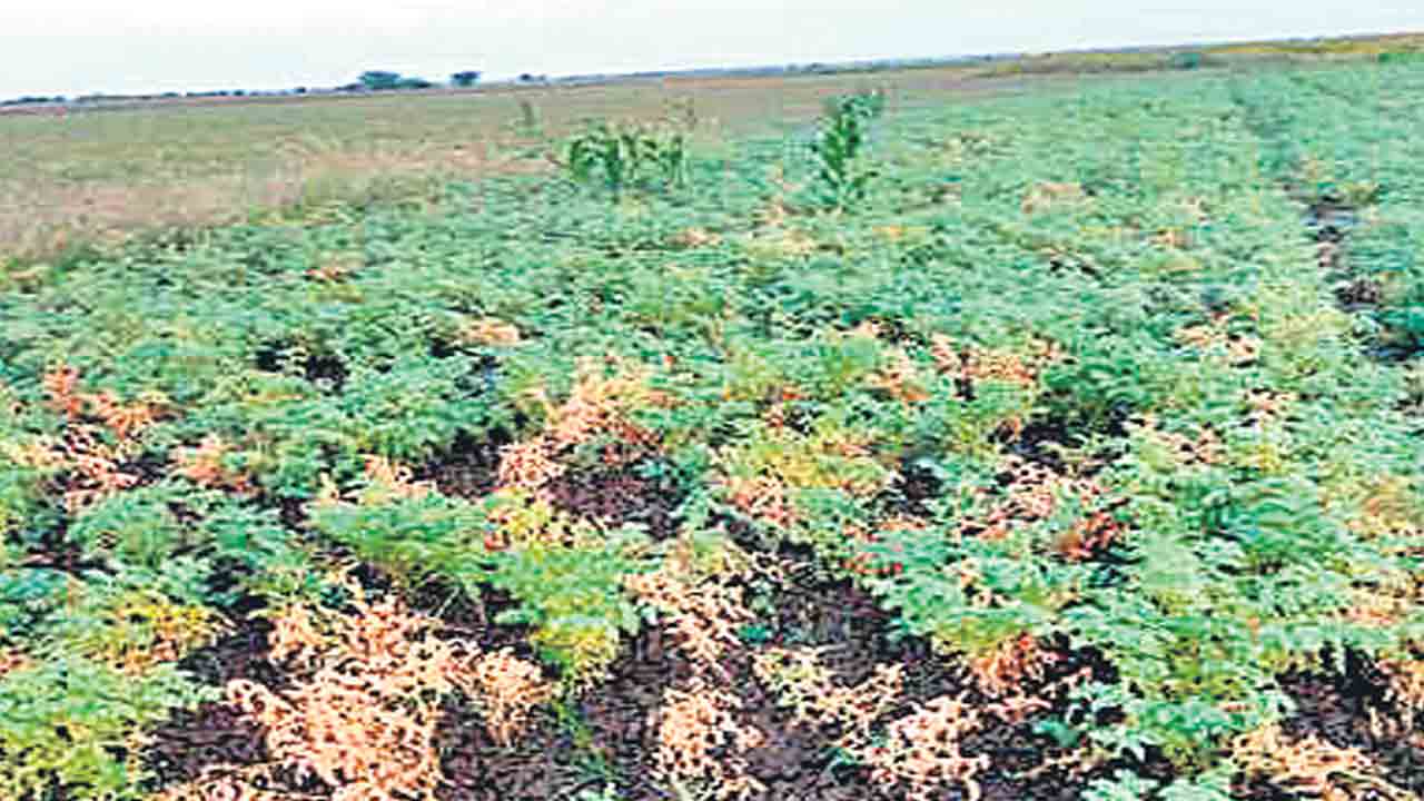 శనగ పంటలో జన్యుమార్పిడి