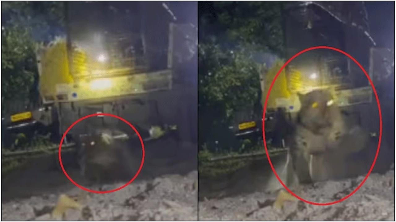 Viral Video | చిక్కుల్లో చిరుత : వ‌న్య‌ప్రాణిని కాపాడి తిరిగి అడ‌విలో వ‌దిలిన అధికారులు