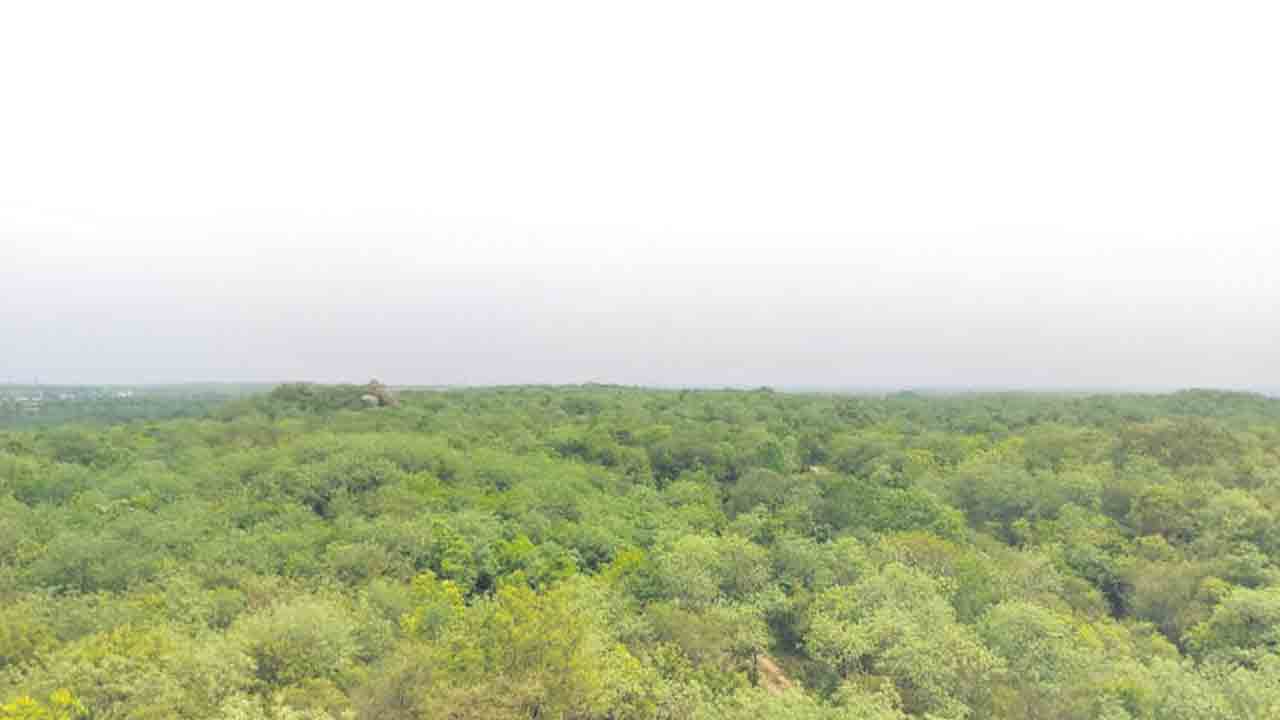 మల్లన్న వనం.. మస్త్.. మస్త్!