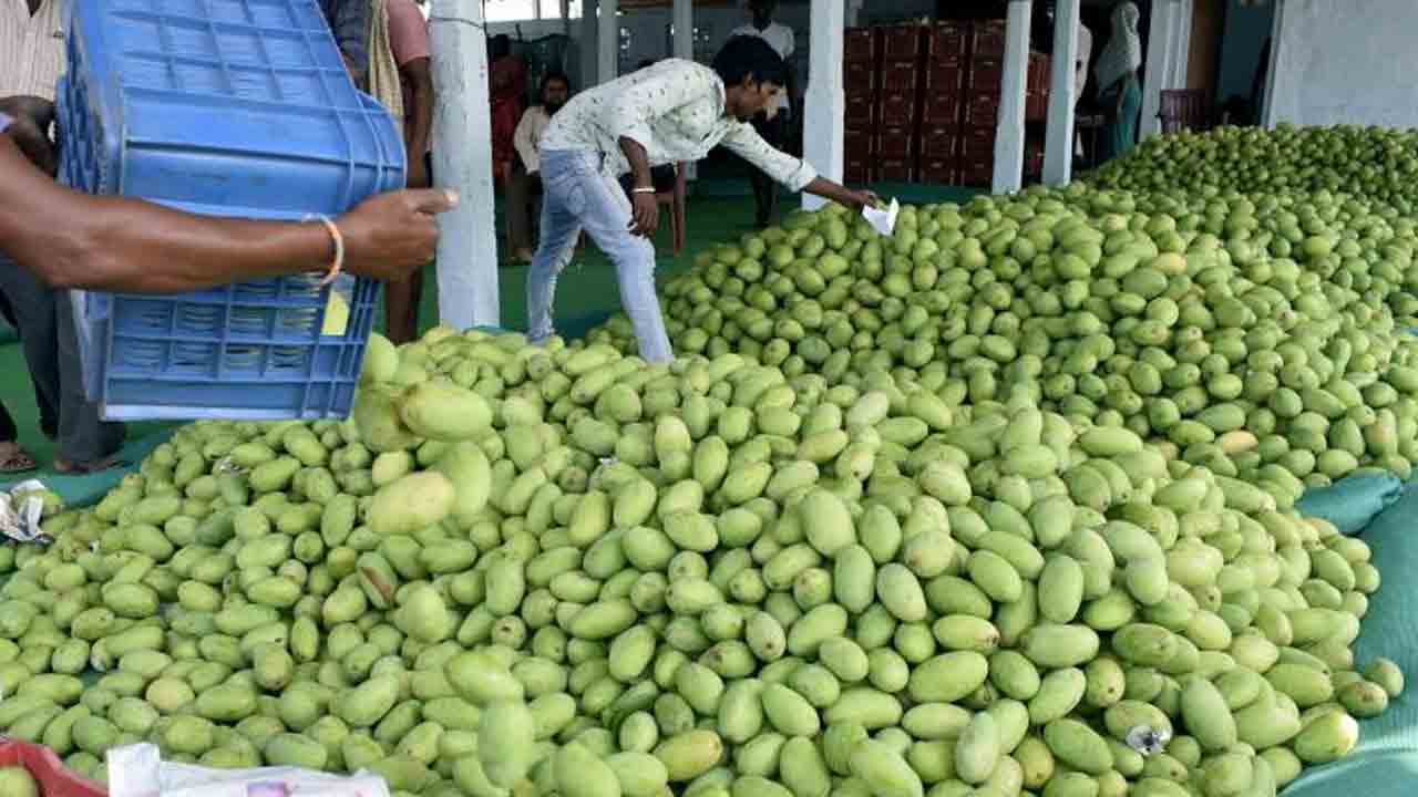 మన మామిడి..