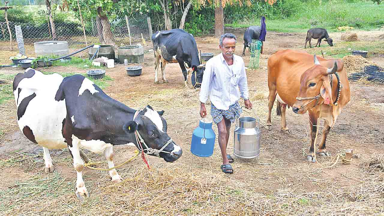 Sundaragiri |  పాల సిరి సుందరగిరి.. వ్యవసాయానికి ప్రత్యామ్నాయంగా పాడి అభివృద్ధి