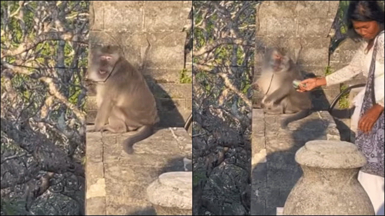 Viral Video | కోతి నుంచి క‌ళ్ల‌జోడు తీసుకునేందుకు ఆ మ‌హిళ ఏం చేసిందంటే.!