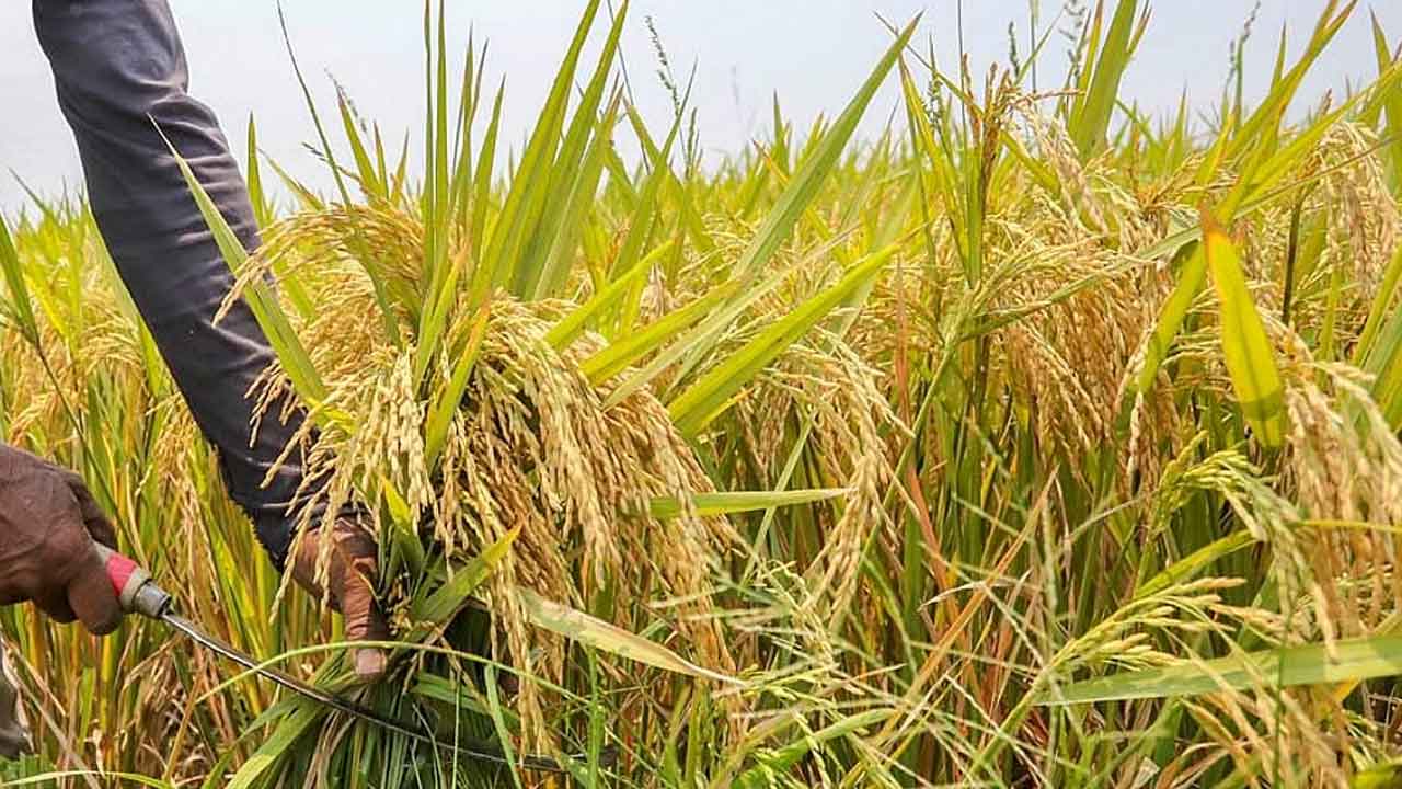 Telangana |  పంట ఏదైనా.. తెలంగాణే మేటి