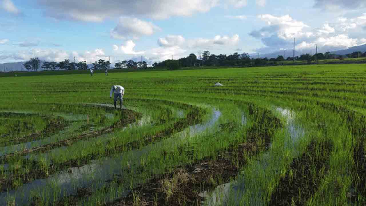 Alluvial soils |  సాగు రంగానికి పెను ప్రమాదం.. దేశవ్యాప్తంగా ఏటా పెరుగుతున్న చౌడు నేలల విస్తీ ర్ణం