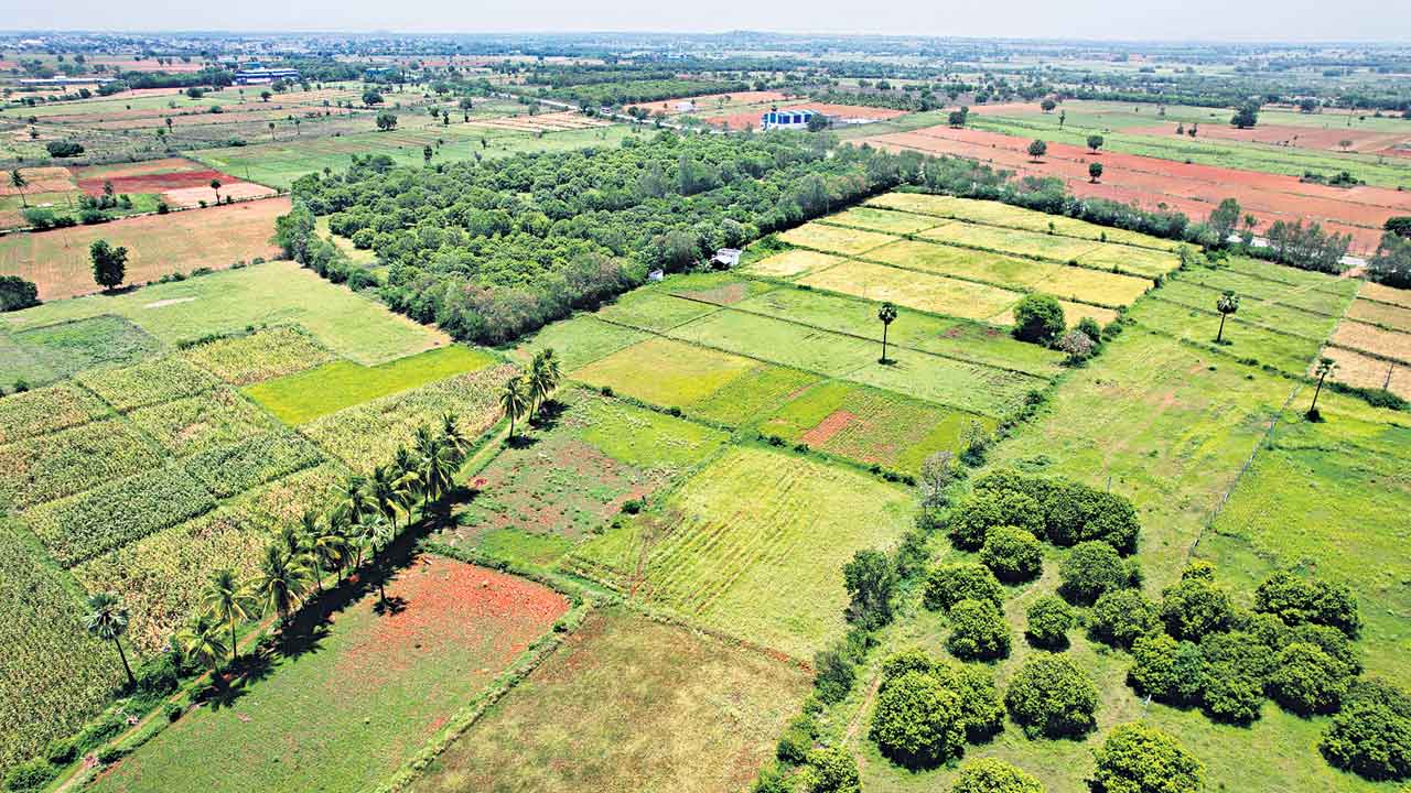 Palamuru | కేసీఆర్‌ పాలనలో అపూర్వ విజయం.. పాలమూరు కరువు పరార్‌!