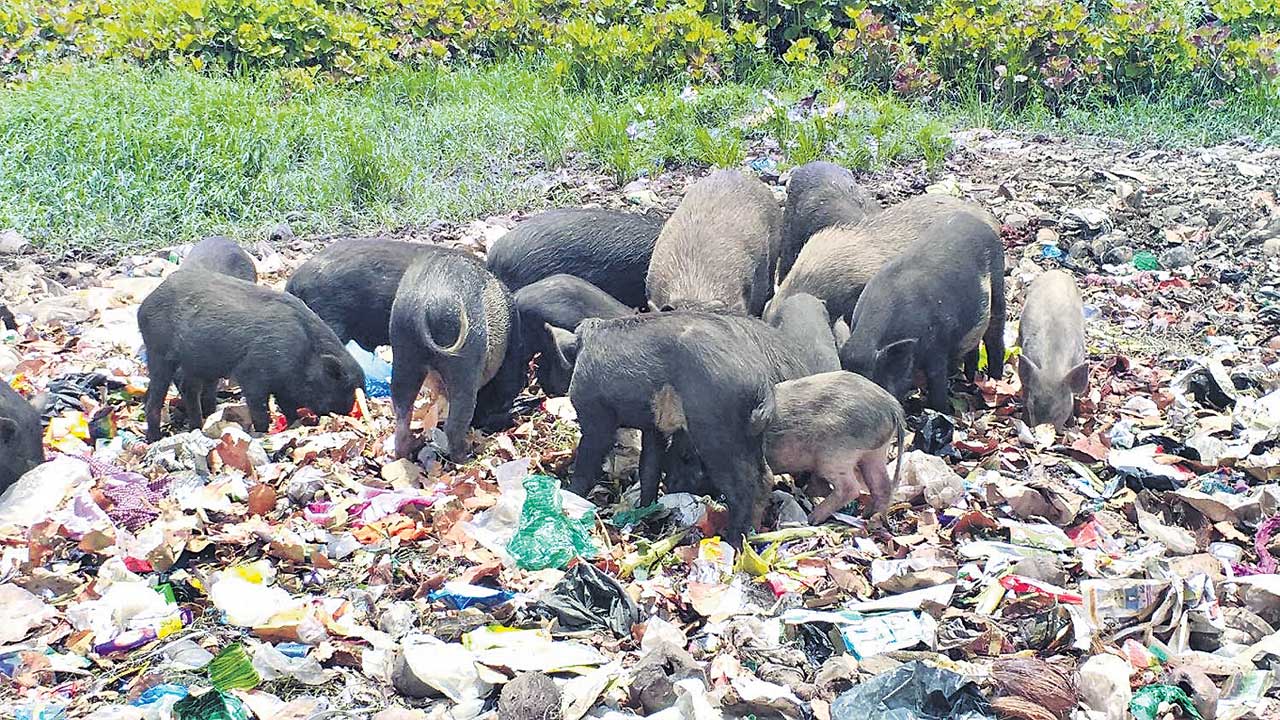 Pigs