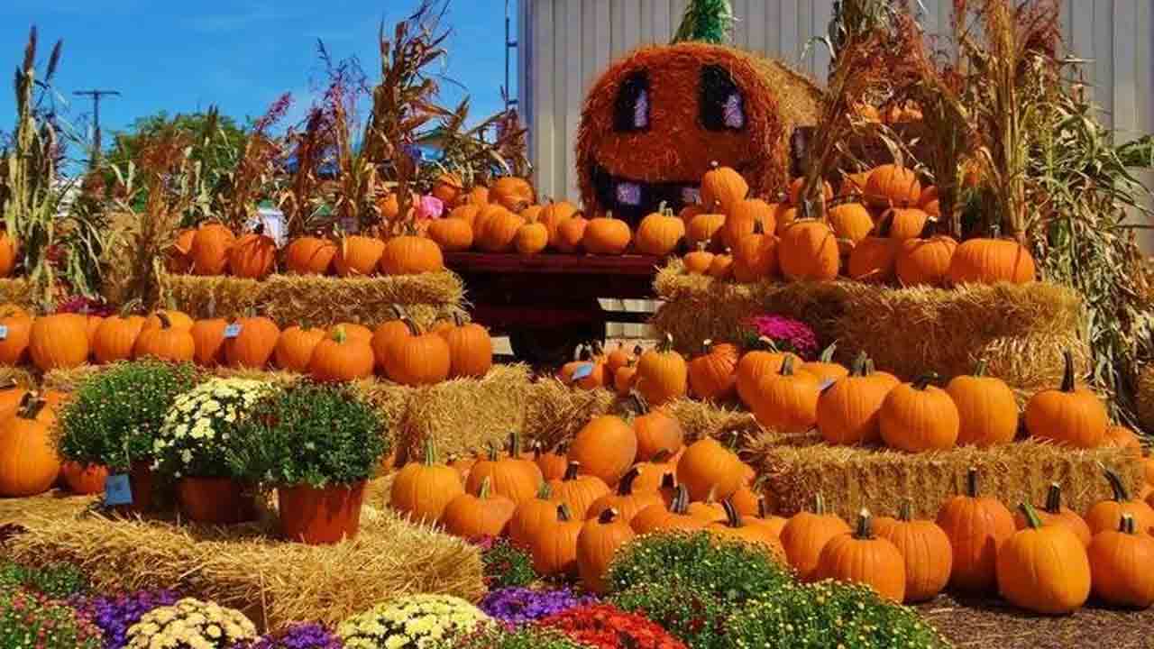 Pumpkin Festival | అమెరికాలో ఆరో అతిపెద్ద ఫెస్టివల్‌ అయిన గుమ్మడికాయల పండుగ గురించి ఈ విషయాలు తెలుసా !