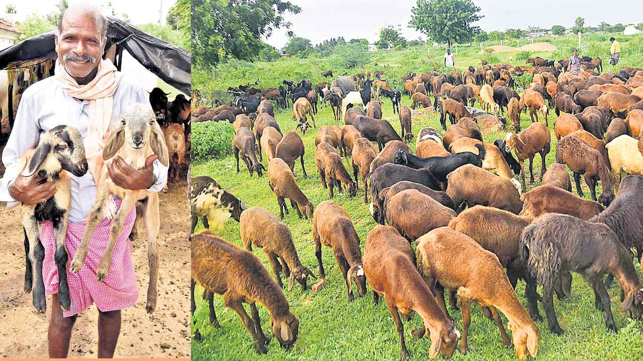 NCDC |  గొర్రెల నిధులకూ కేంద్రం కొర్రీ.. రుణం ఇవ్వకుండా ఎన్సీడీసీపై కేంద్రం ఒత్తిడి