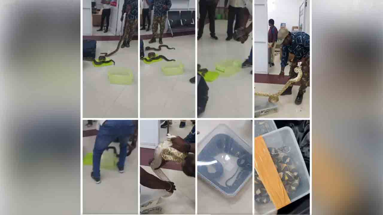 Chennai Airport | చెన్నై ఎయిర్‌పోర్టులో 22 పాములు, ఒక ఊస‌ర‌వెల్లి సీజ్