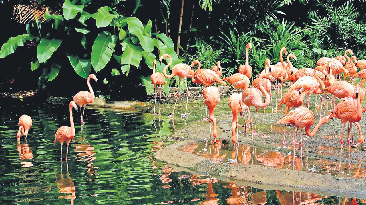 Kothwalguda |  అందాలకు నిలయంగా కొత్వాల్‌గూడ ఓఆర్‌ఆర్‌