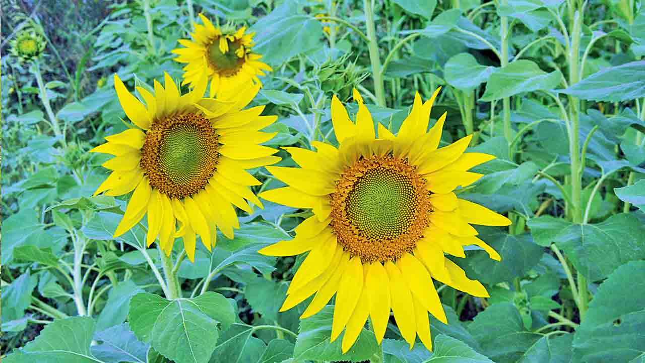 Sun Flower