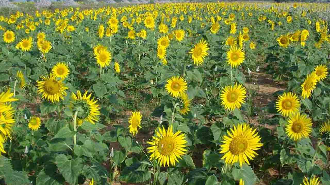 పొద్దు తిరుగుడు సాగుతో అధిక లాభాలు