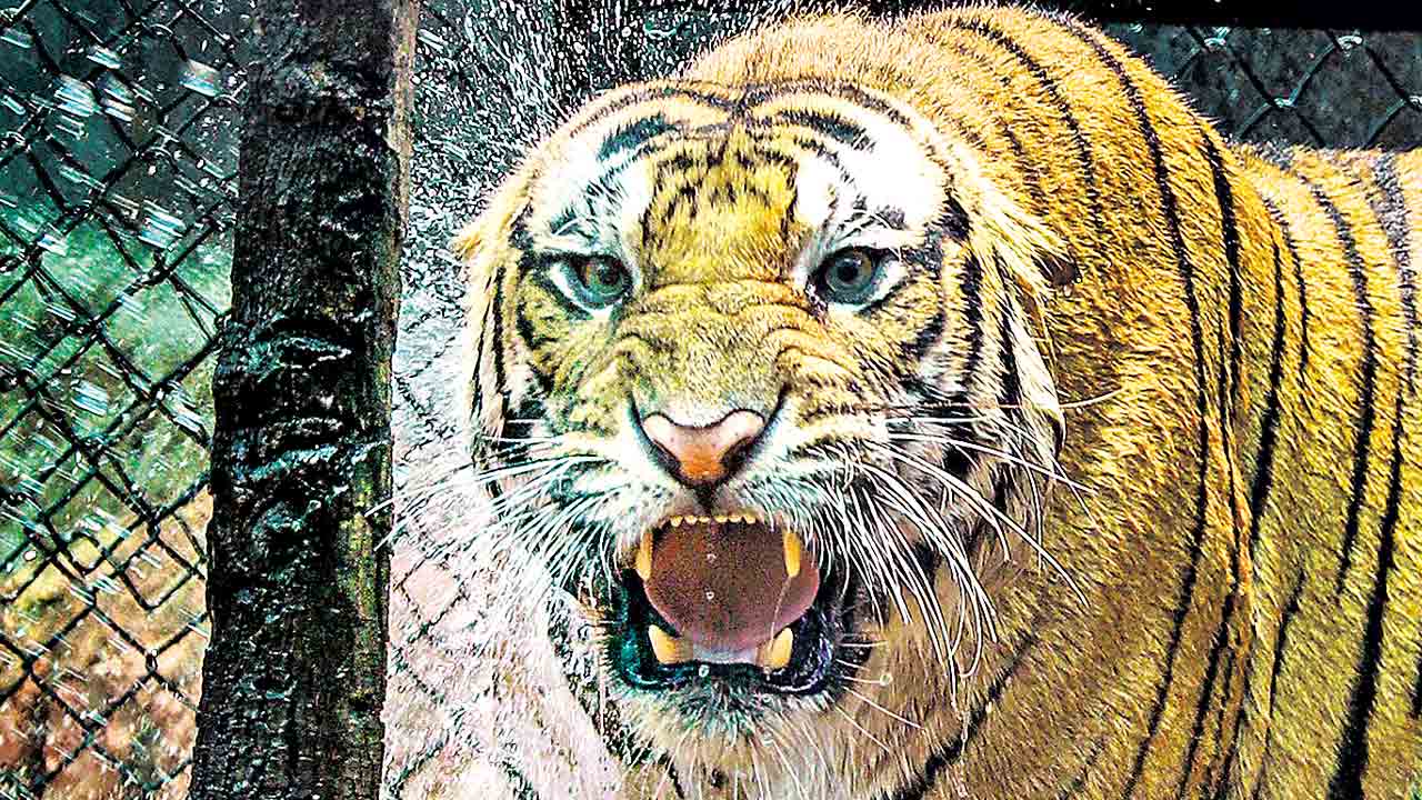 వ్యాఘ్రం.. రాజసం