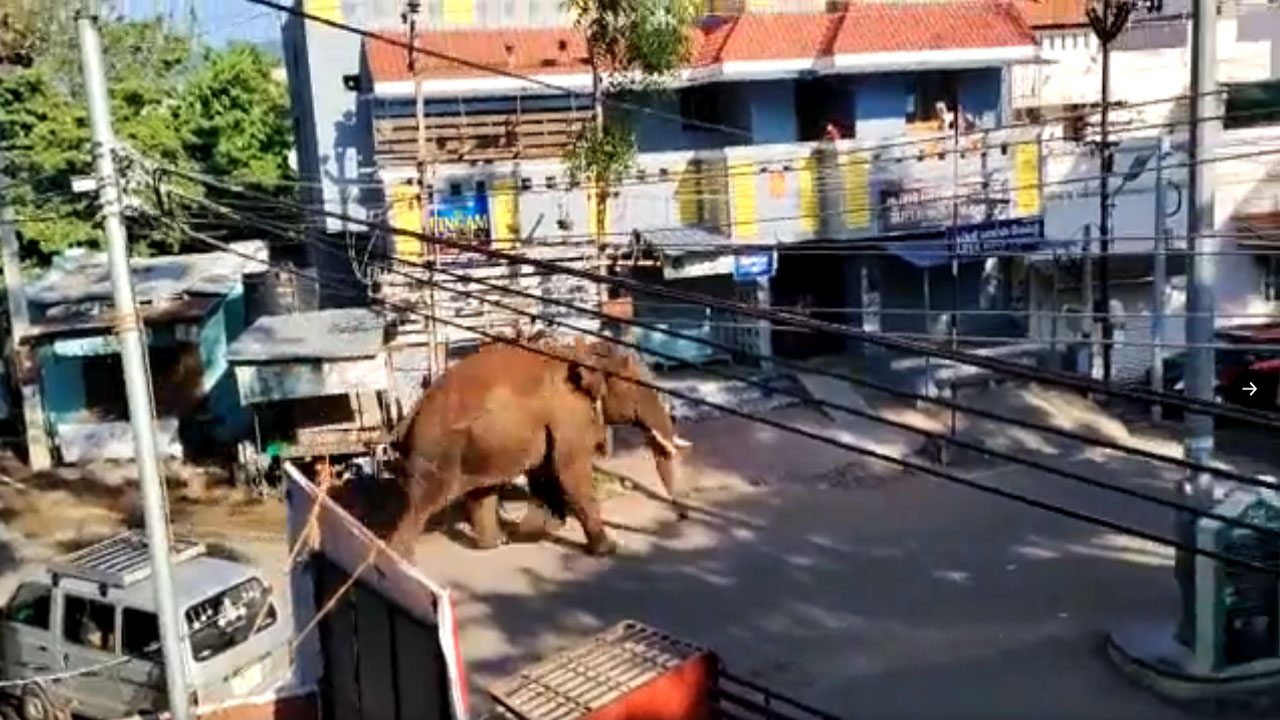 Wild Elephant: త‌మిళ‌నాడులో ఏనుగు బీభ‌త్సం..  క‌మ్‌బ‌మ్ ప‌ట్ట‌ణంలో హ‌ల్‌చ‌ల్‌.. వీడియో