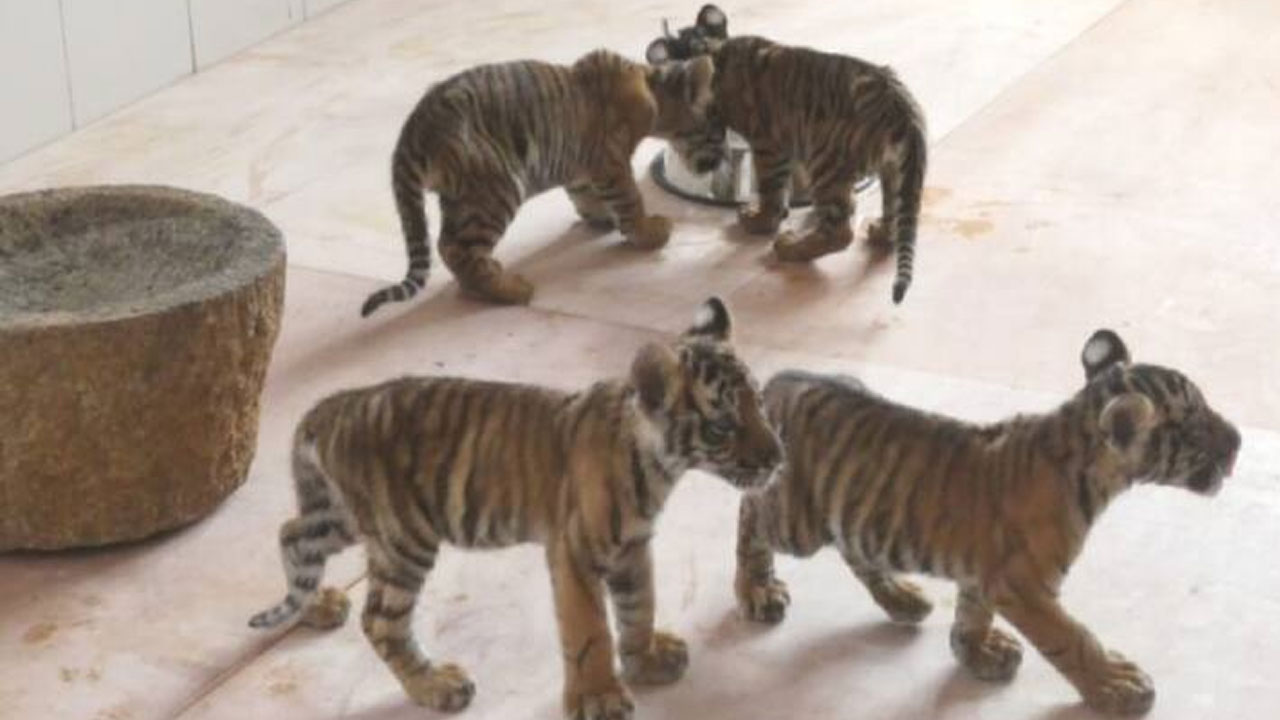 Zoo Park | తిరుపతి జూపార్కులో పులి పిల్ల మృతి