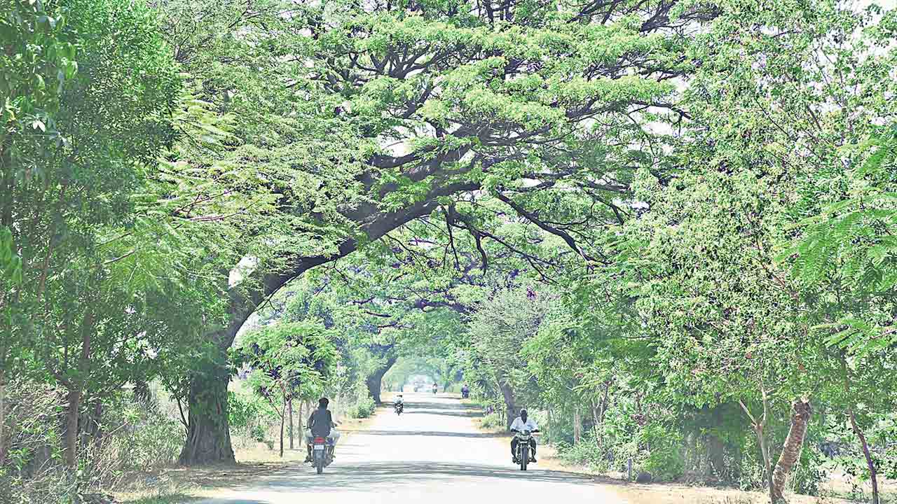 Trees