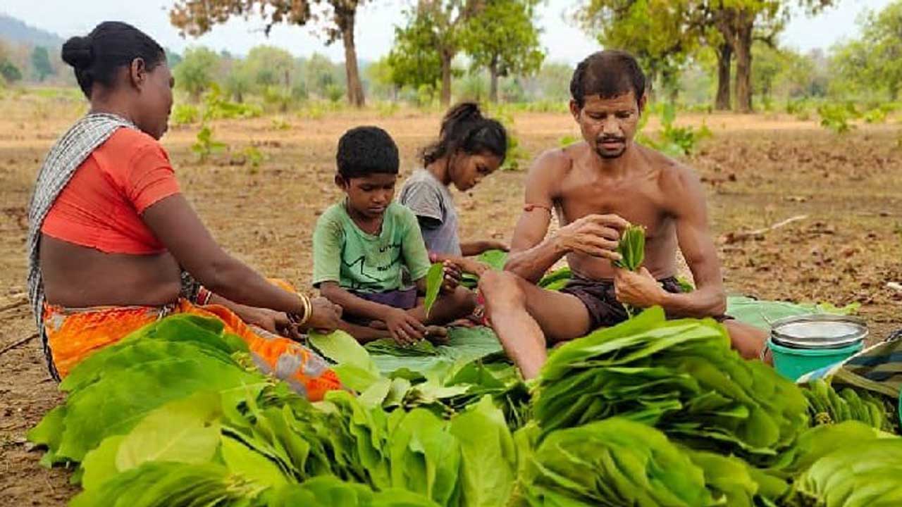 తునికాకు సేకరణ ప్రారంభం