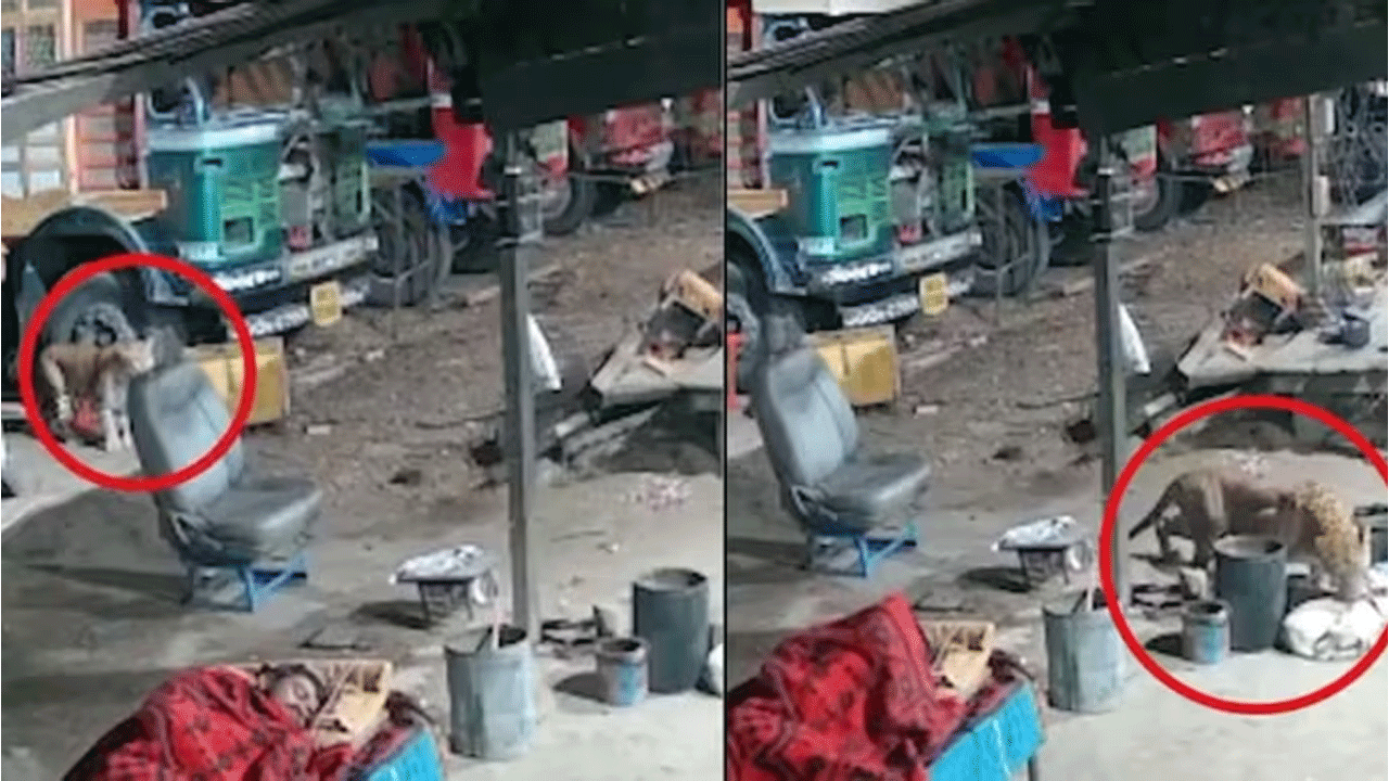 viral video | హైవేపై నిద్రిస్తున్న వీధి కుక్క‌పై చిరుత దాడి..ఆపై ఏం జ‌రిగిందంటే..!