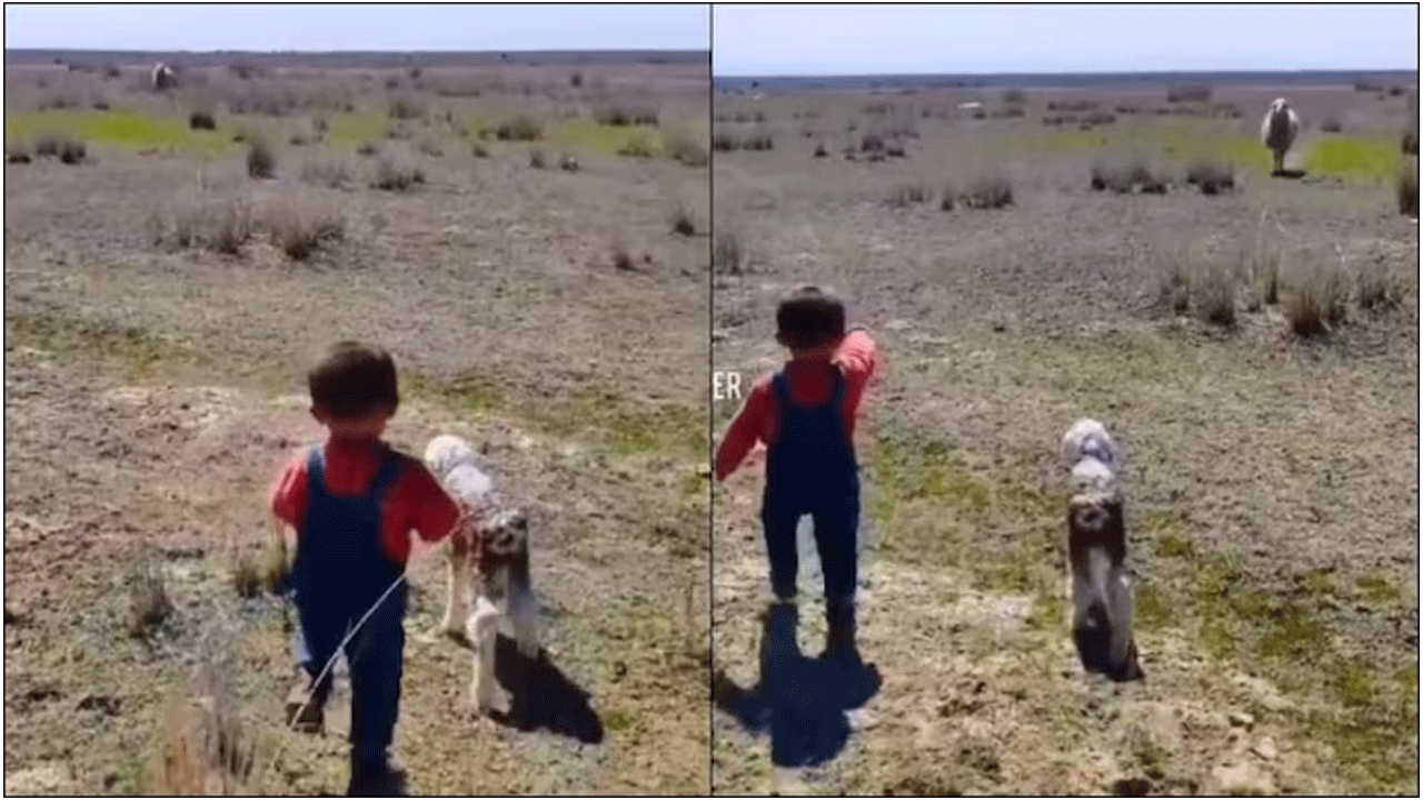 Viral Video | త‌ప్పిపోయిన గొర్రె పిల్ల‌ను త‌ల్లి చెంత‌కు చేర్చిన చిన్నారి..!