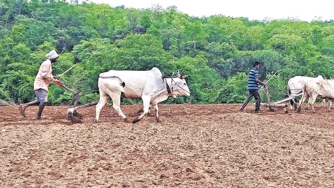 పోడుకు పట్టాభిషేకం