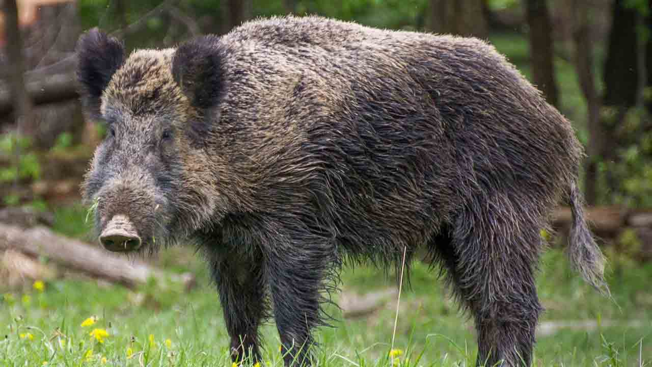 Sangareddy | సంగారెడ్డి జిల్లాలో దారుణం.. ఉపాధి హామీ కూలీల‌పై అడ‌వి పంది దాడి