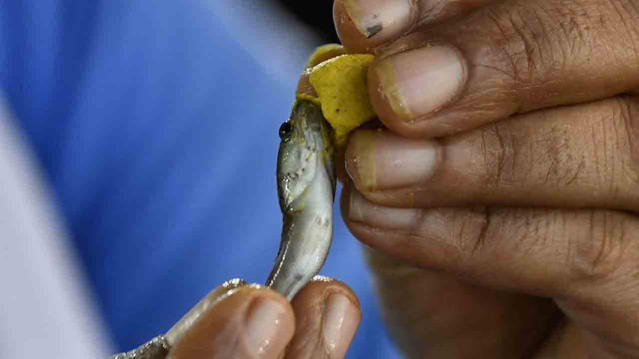 Fish Prasadam |  నేడు చేప ప్రసాదం పంపిణీ.. జనంతో కిక్కిరిసిపోయిన నాంపల్లి ఎగ్జిబిషన్‌ గ్రౌండ్స్‌