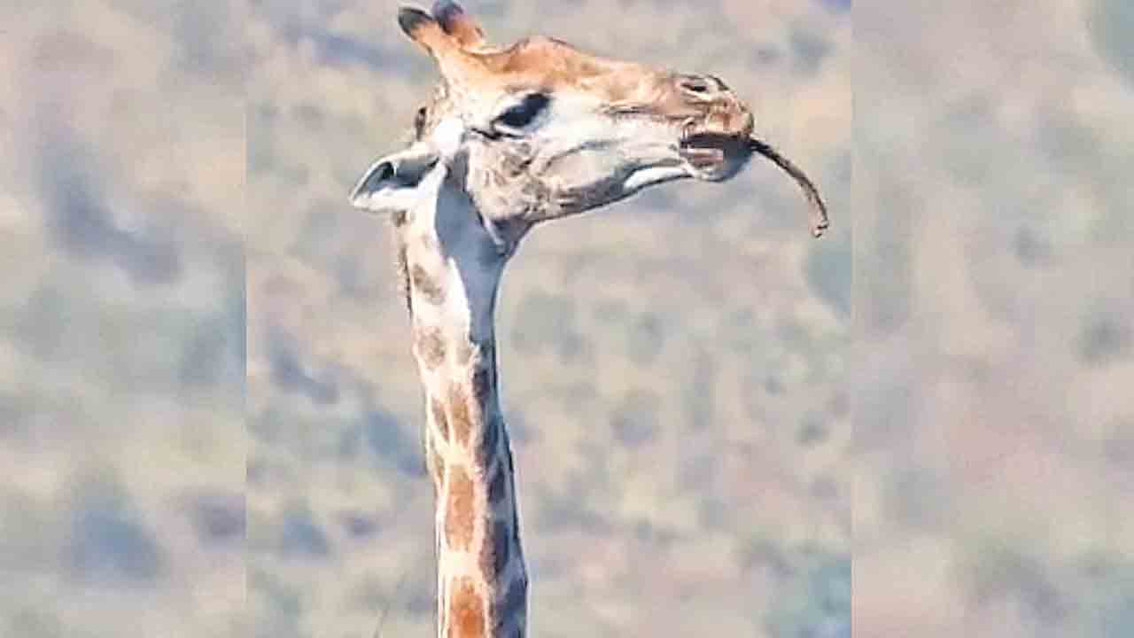 బొక్క నమిలిన జిరాఫీ