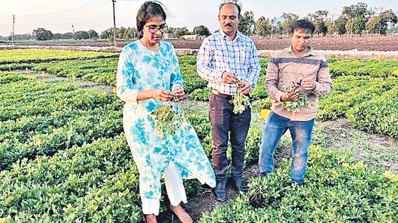 ICRISAT |  ఈ పల్లీలు గుండెకు మేలు.. కొత్త వంగడం రూపొందించిన ఇక్రిశాట్‌