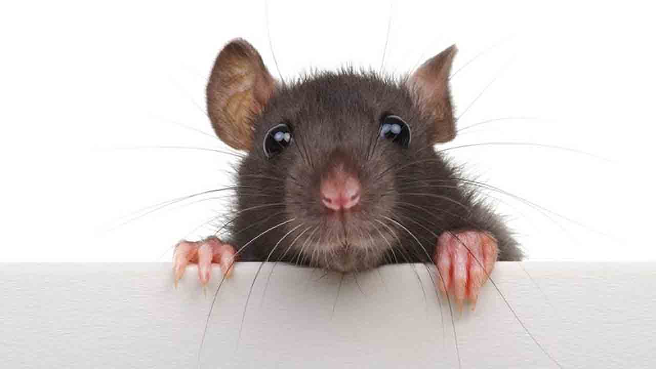 మూషికాలపై వాషింగ్టన్‌ దండయాత్ర