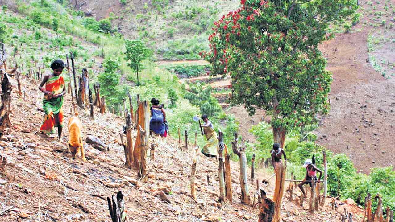 Podu Lands |  ఫలించనున్న గిరిజనుల కల