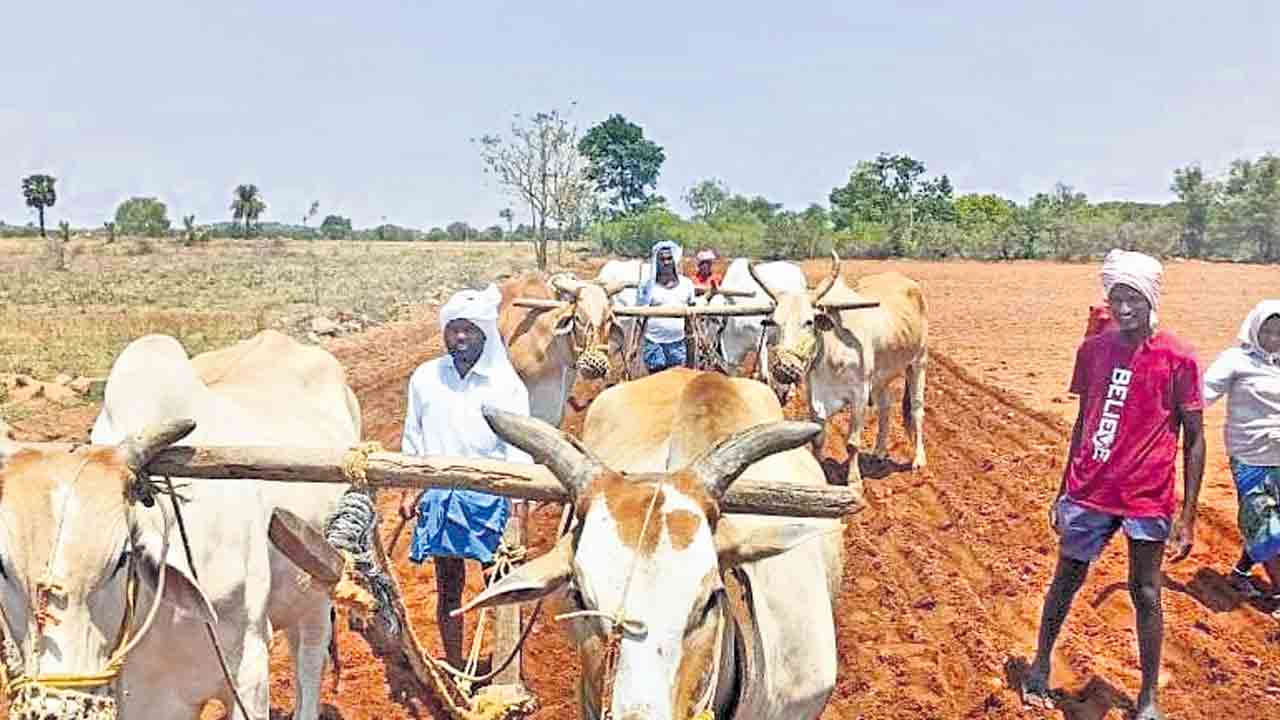 సాగు బాటలో రైతన్న