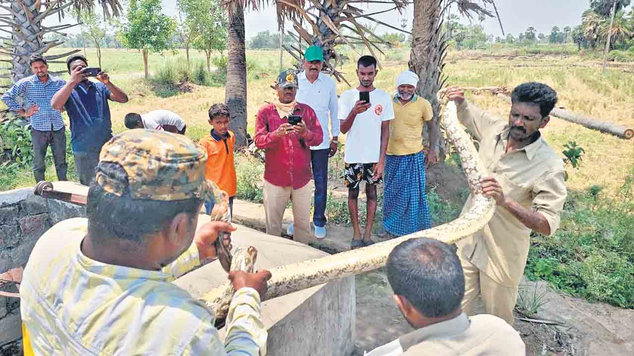 కొండచిలువ కలకలం