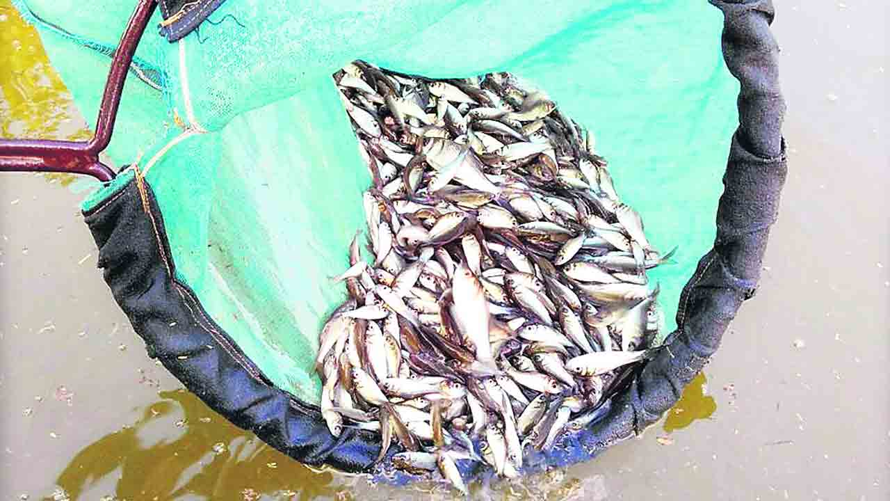 చేప పిల్లల విడుదలకు సన్నాహాలు