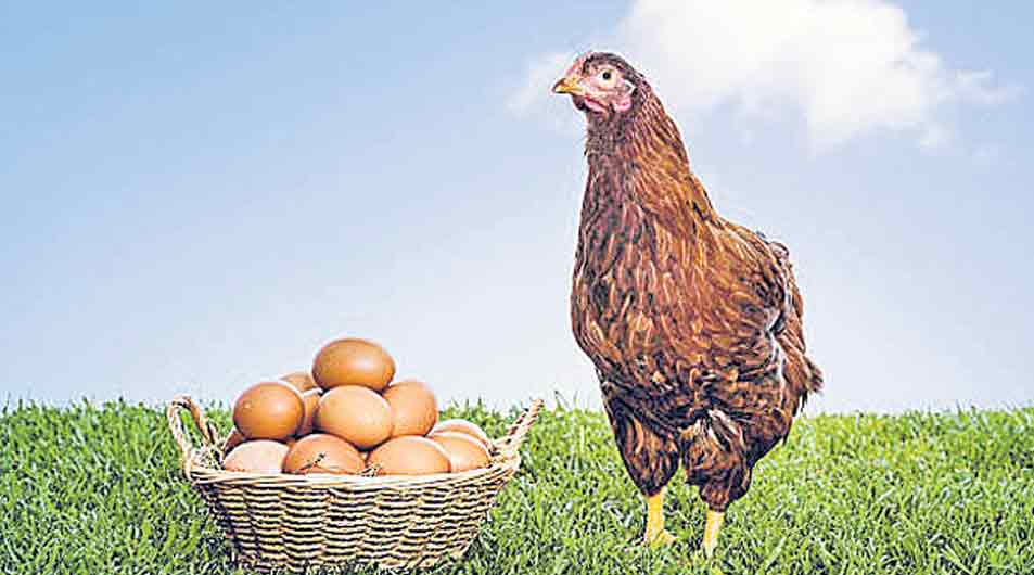 Chicken or Egg |  కోడి ముందా? గుడ్డు ముందా?.. తేల్చేసిన పరిశోధకులు