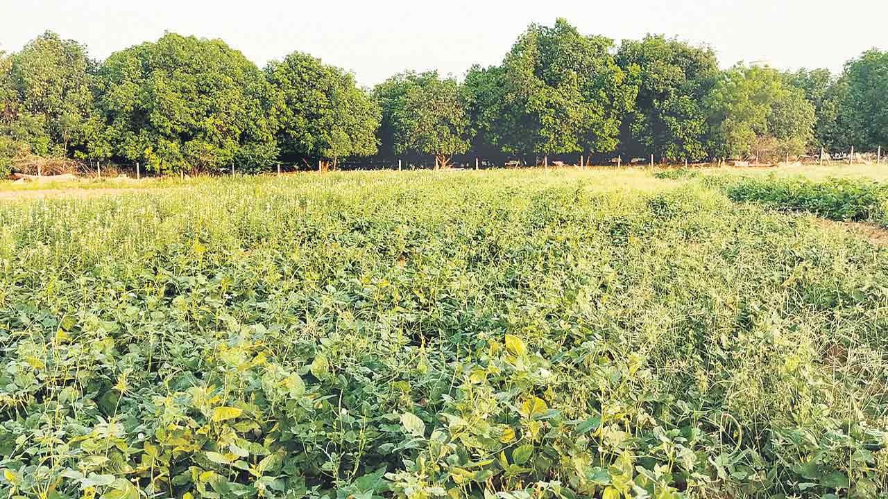 కూరగాయల తోట.. లాభాల బాట