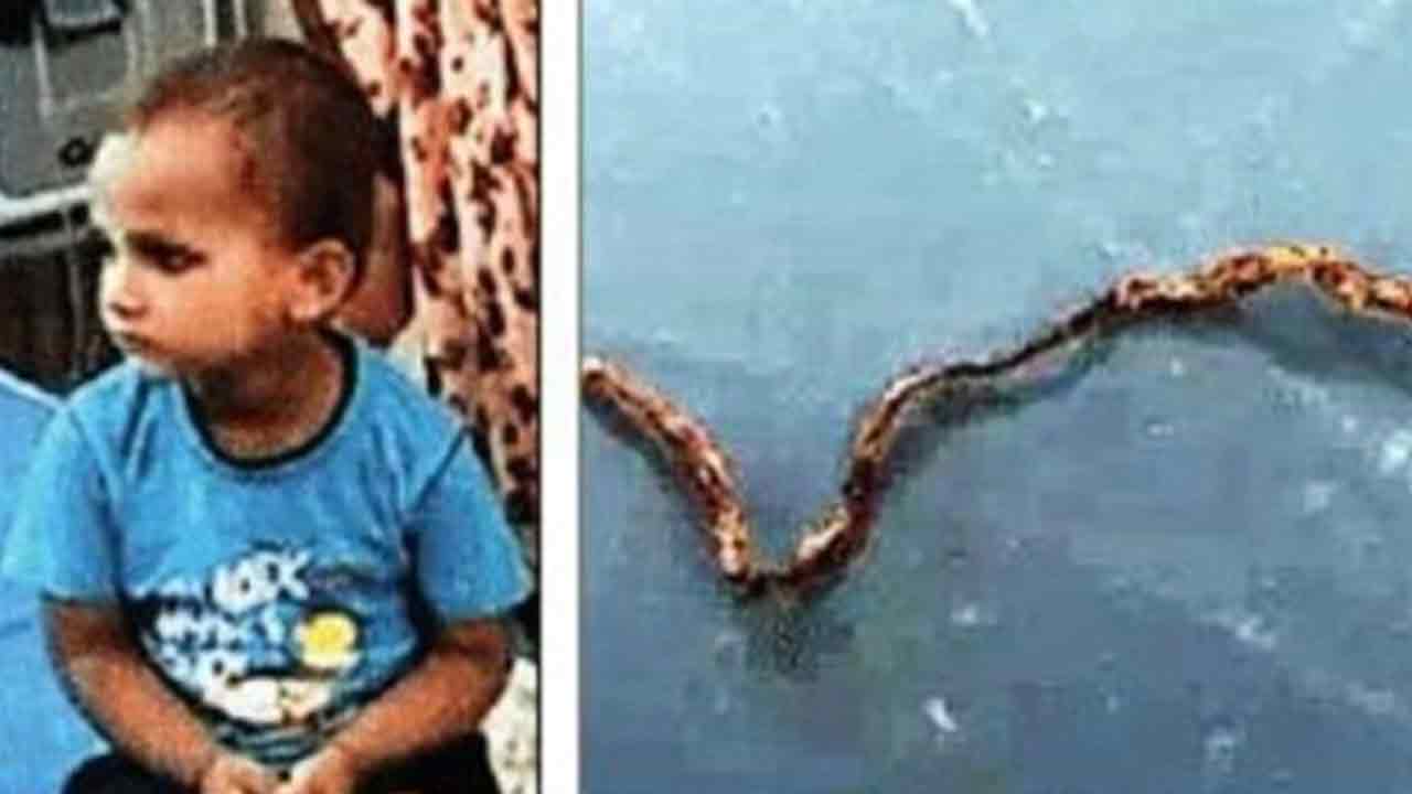 పామును నమిలేసిన మూడేండ్ల బాలుడు