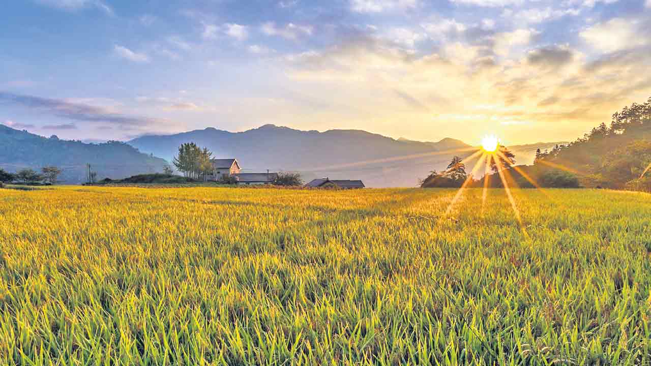 Climate crisis |  వరికి వాతావరణ సంకటం..  భూమి ఉష్ణోగ్రతలు పెరుగుతున్నకొద్దీ అధికమవుతున్న సమస్యలు