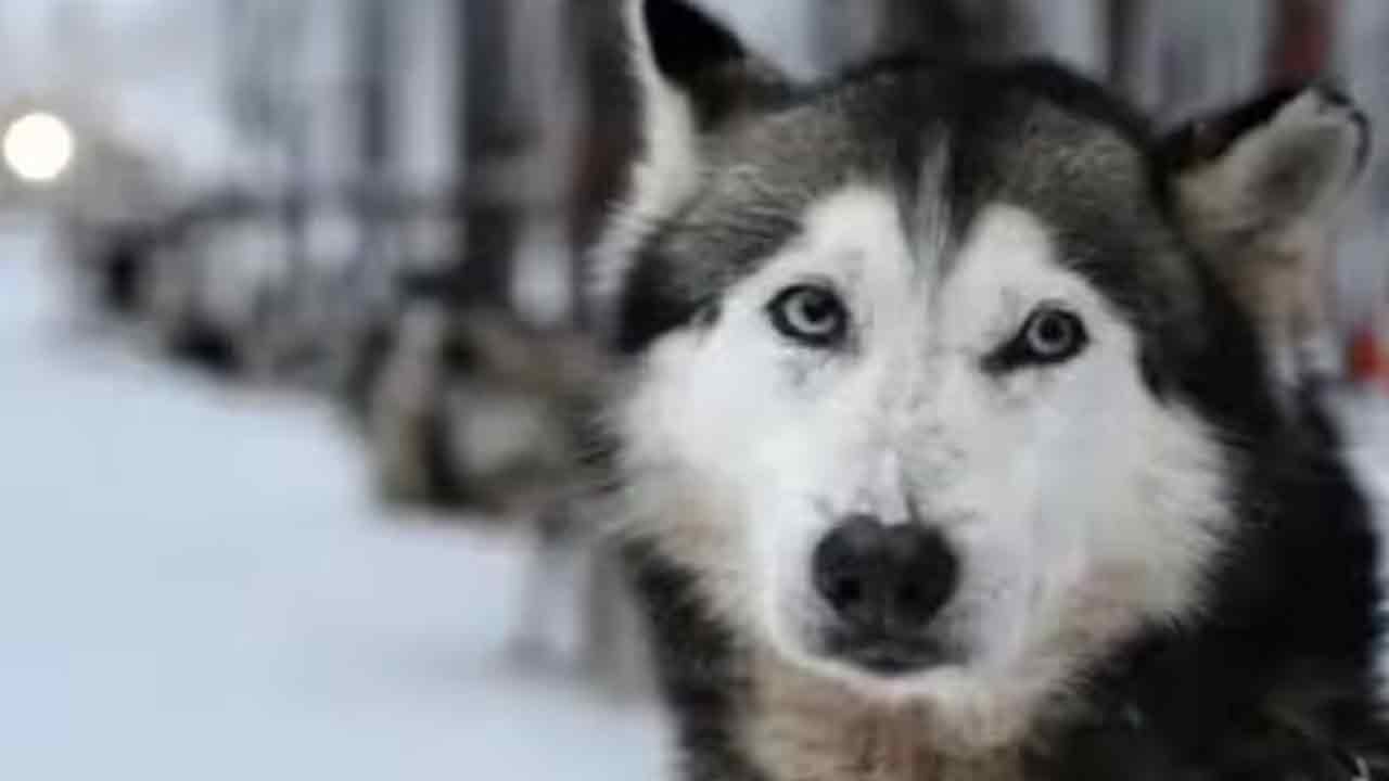 శునకం కోసం పోలీసుల పరుగు