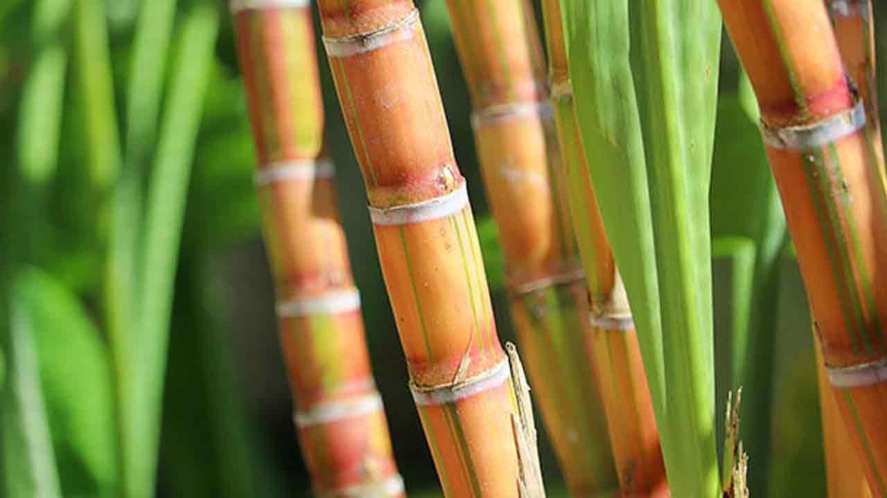 చెరుకు ధర 10 పెంపు