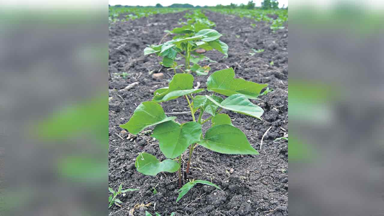 Cotton |  వర్షాల ఆలస్యంపై ఆందోళన వద్దు.. జూలై 20 వరకు పత్తి పెట్టొచ్చు