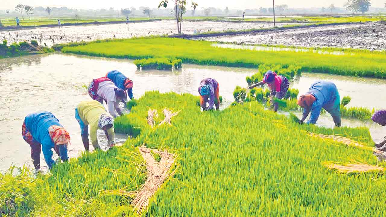 ‘సాగర్‌’ కింద ఉత్సాహంగా సాగు