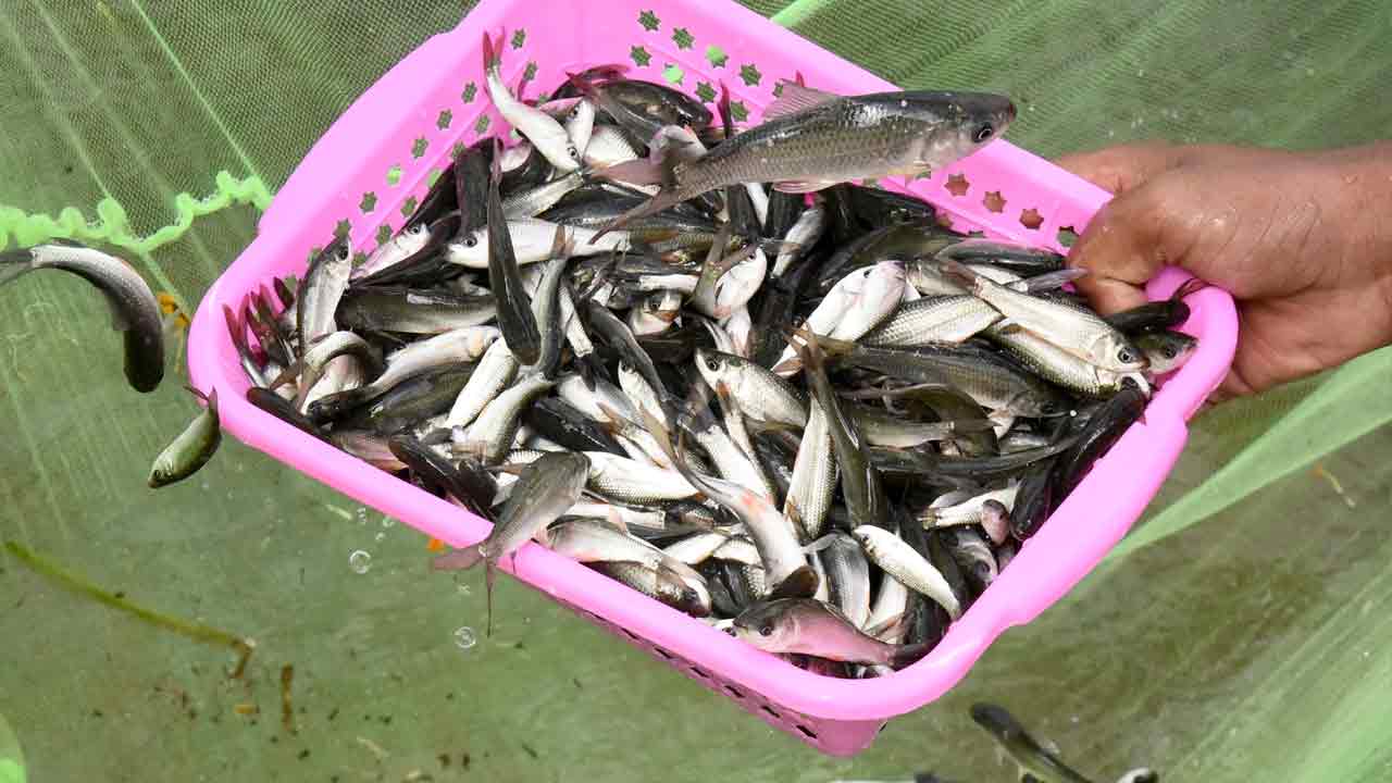 చెరువెల్ల చేపలే..!